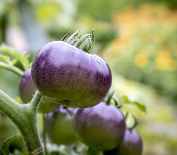 complejo-fitonutriente-thetomatoindigo