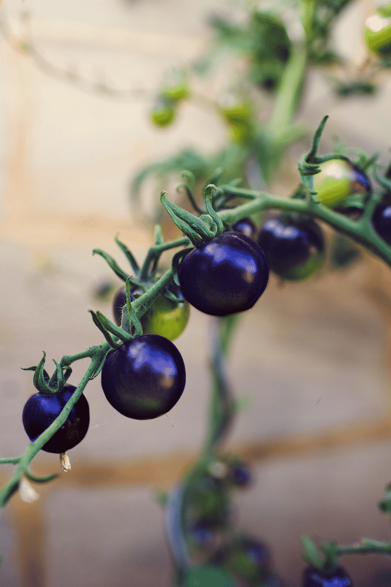 quienes-somos-tomate-azul-indigo-thetomatoindigo